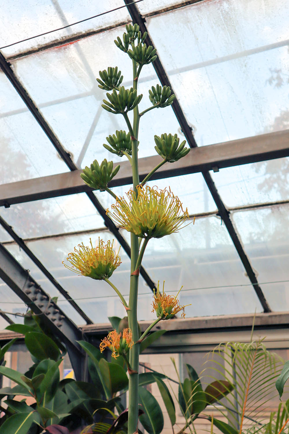 アガベ・ベネズエラ