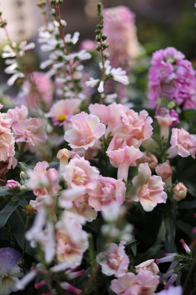 ピンクベージュのキンギョソウ‘トゥイニー’