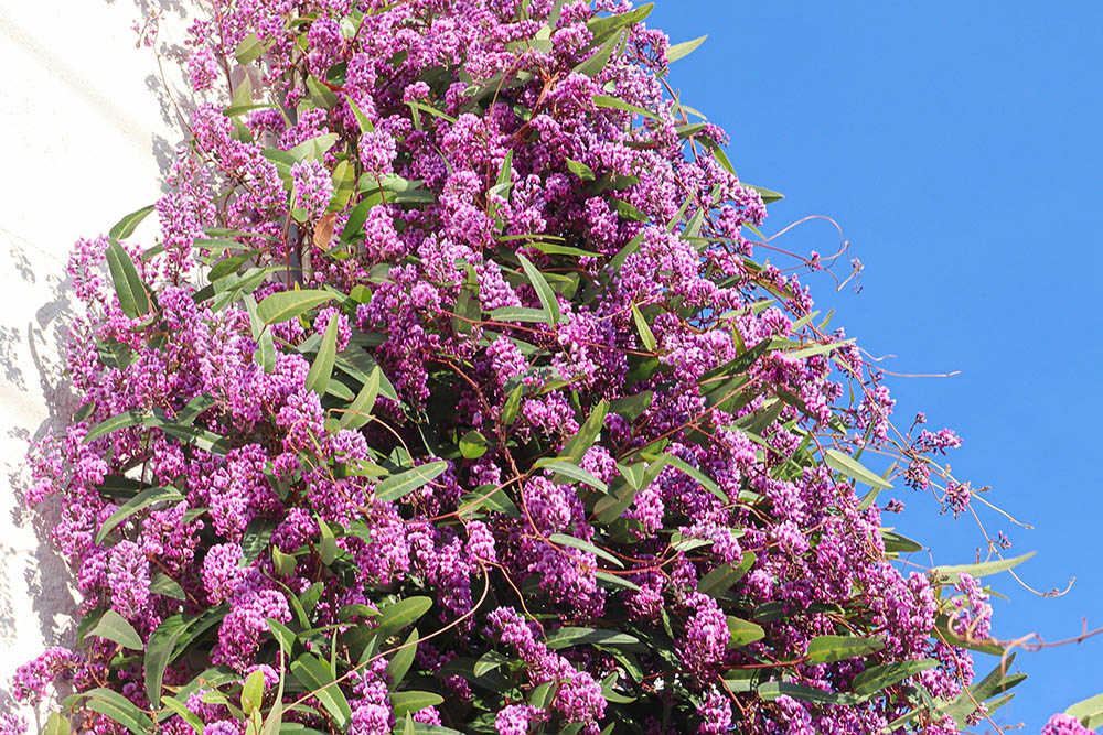 ハーデンベルギア