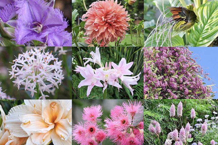 「植物が私の人生を変えた」庭づくり30年の記録と感動のベスト・フラワー22選を一挙公開