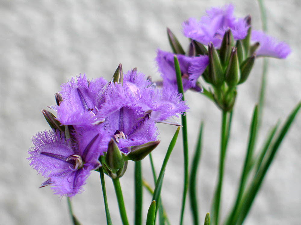 フリンジド・リリー