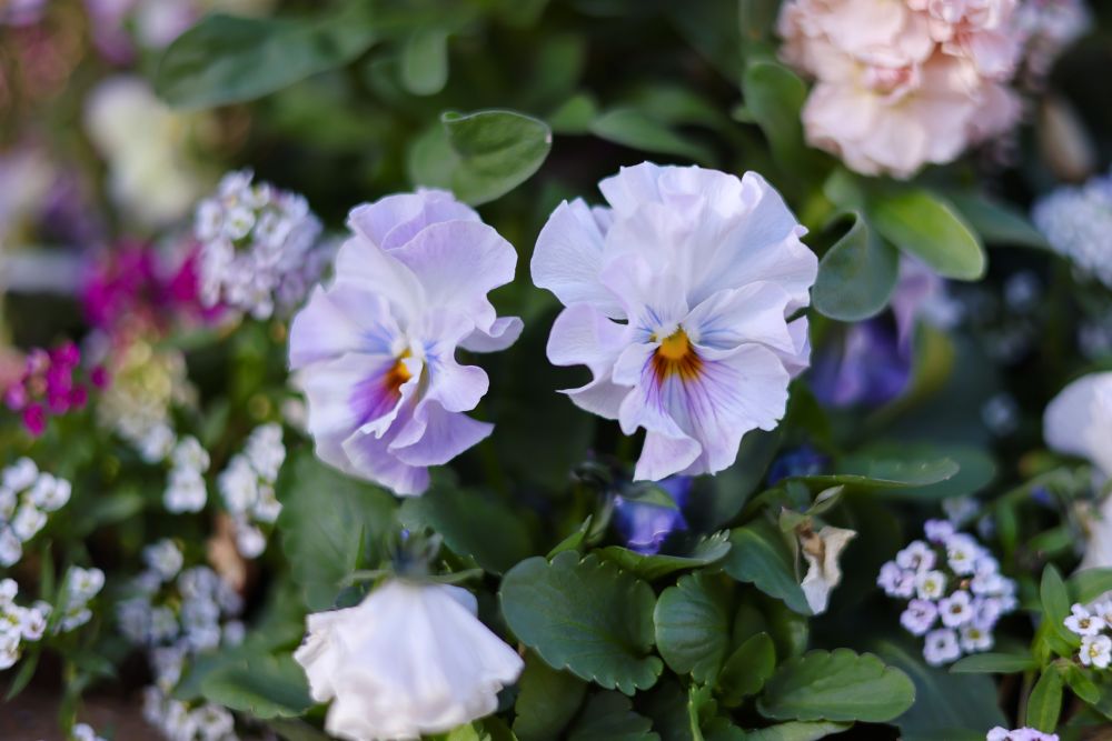 パンジー‘きもの’、アリッサム