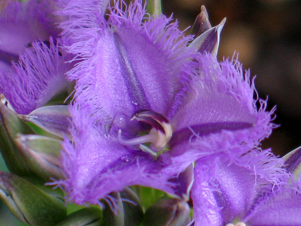 フリンジド・リリー