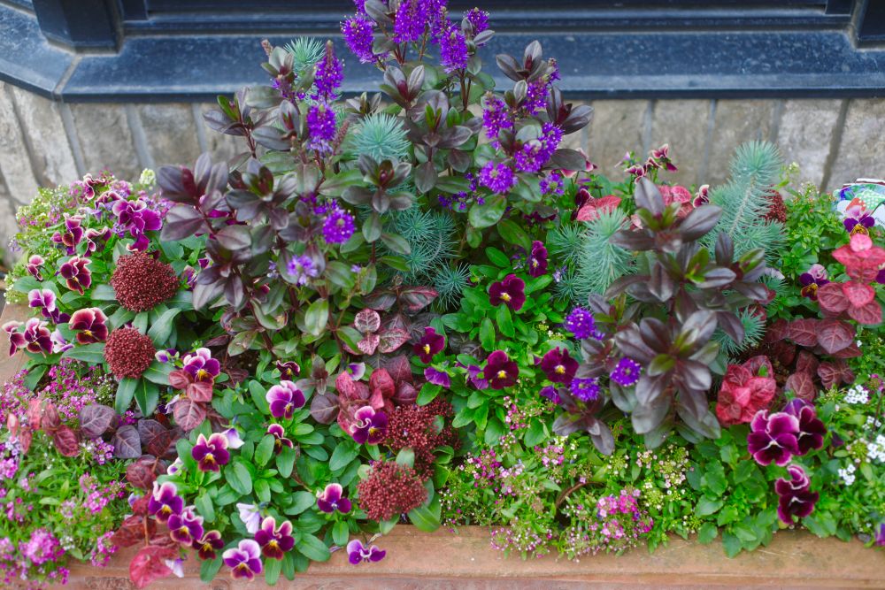 スキミアの寄せ植え