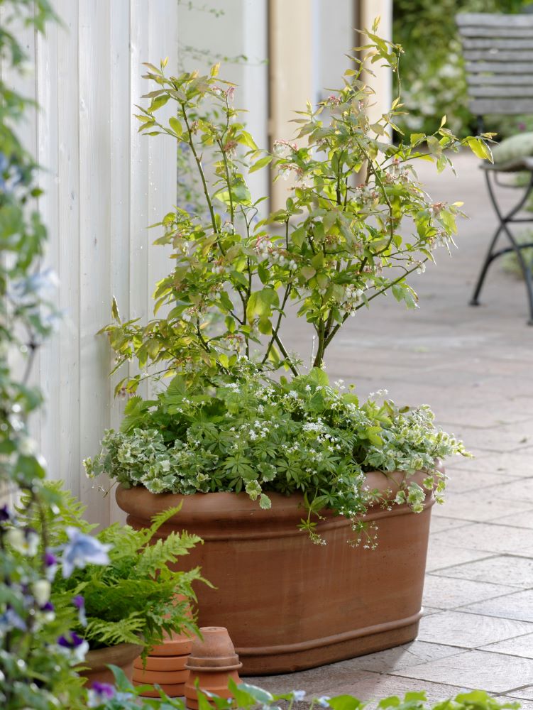 ブルーベリーの鉢植え