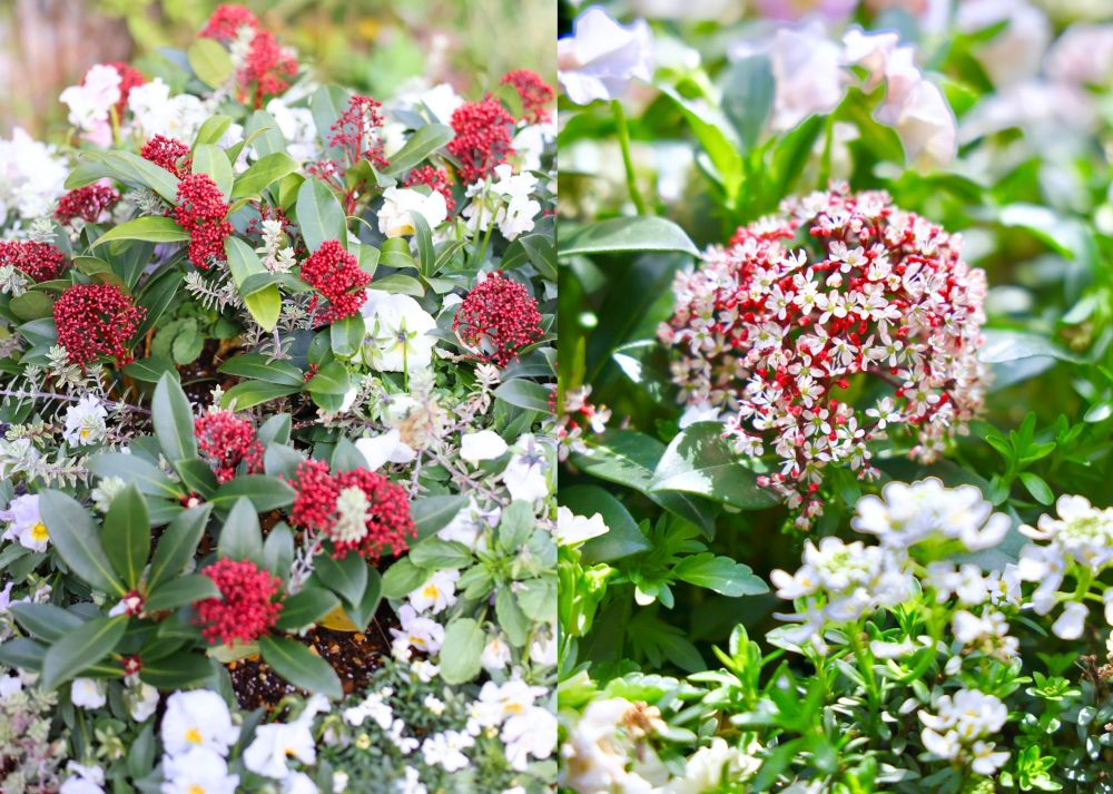 スキミアのつぼみと花