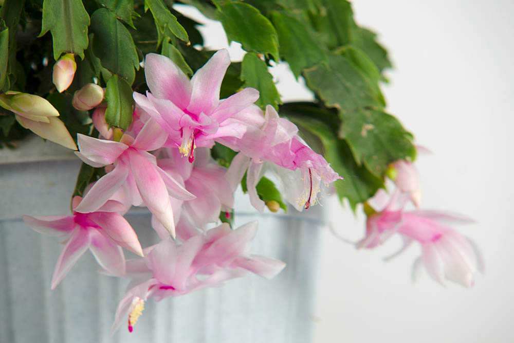 シャコバサボテン‘ホワイトクリスマス’