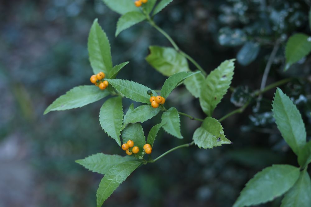 キミノセンリョウ