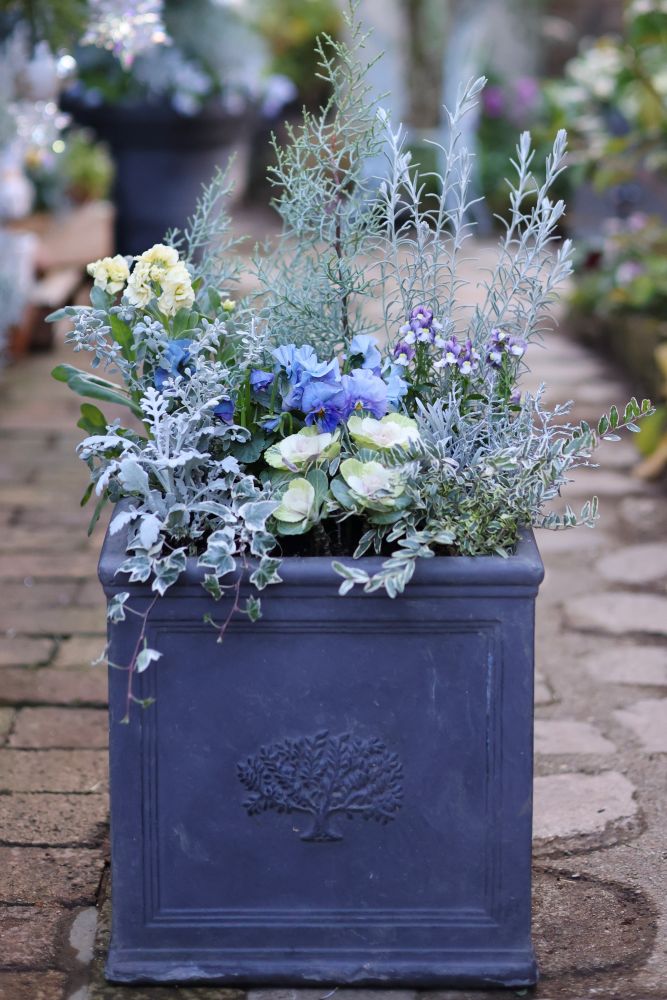 パンジー‘シエルブリエ’の寄せ植え