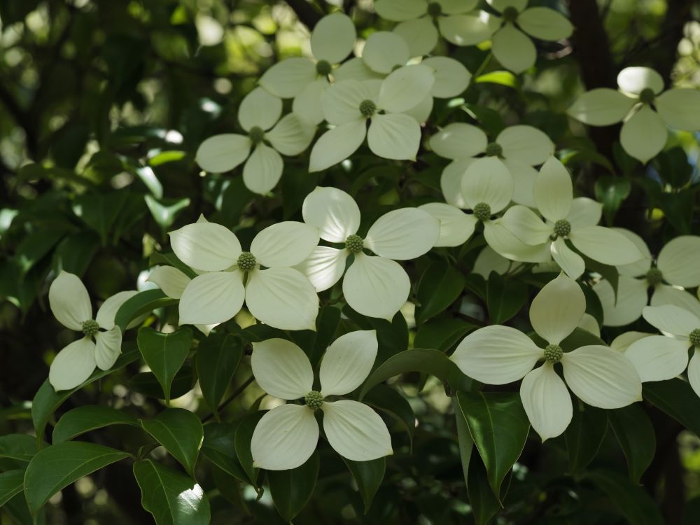 常緑ヤマボウシ