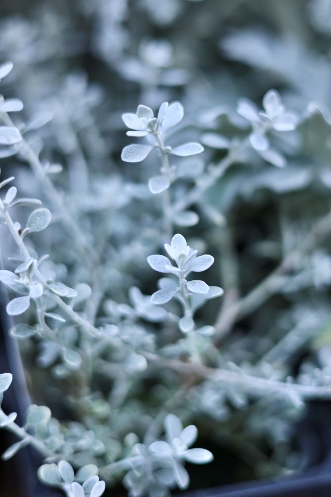 オレアリア‘リトルスモーキー’