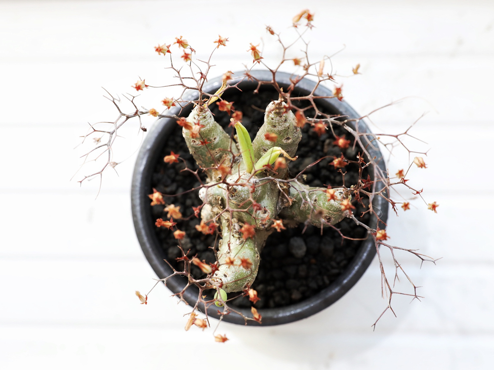 冬に輝く塊根植物｜冬型コーデックスの魅力と代表種、育て方をプロが