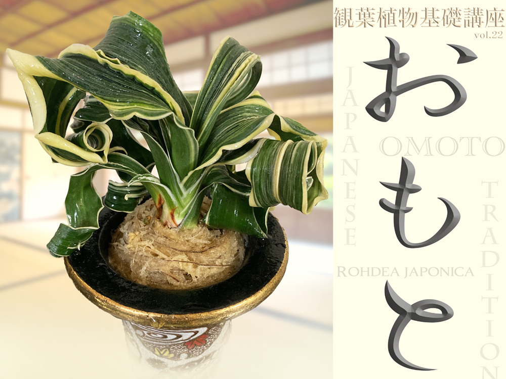 伝統観葉植物・おもと（万年青）｜冬映え満点の魅力をプロが徹底解説