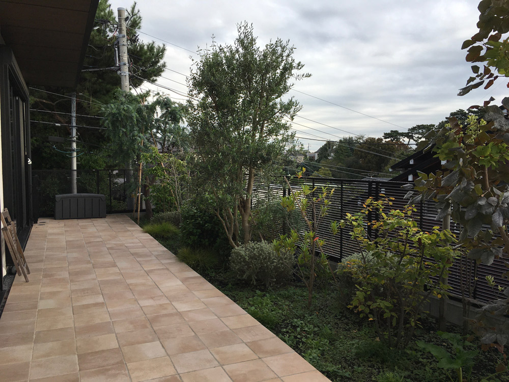 テラス奥の右手はミモザの高木が