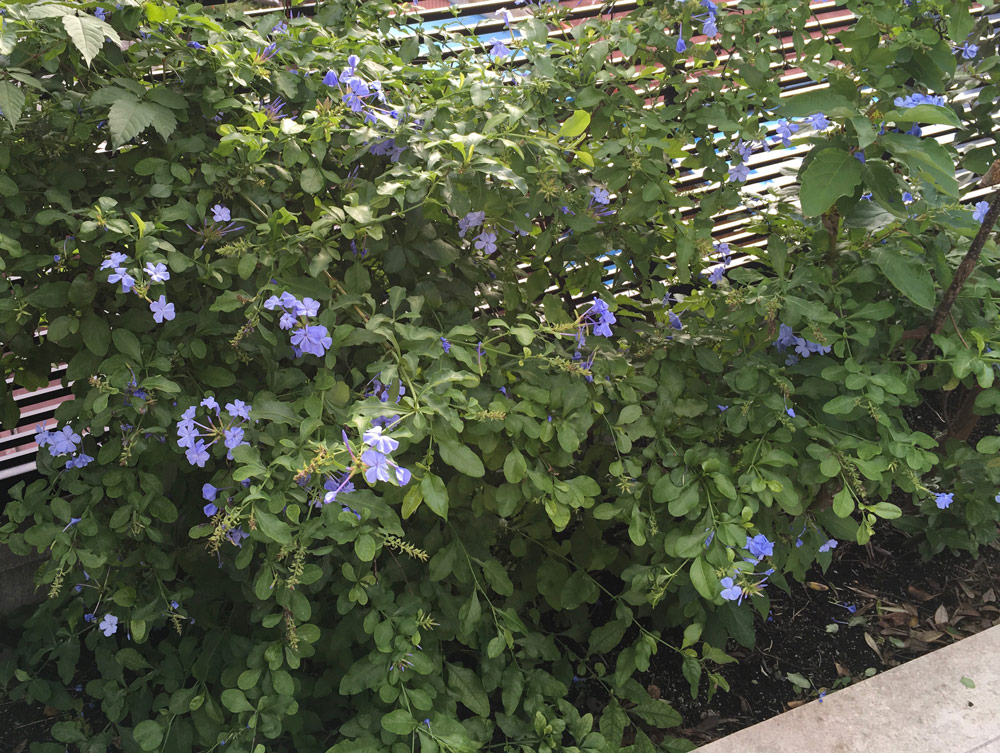 小ぶりの花の色が大人っぽい