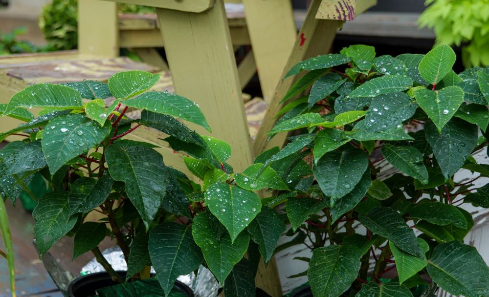夏のポインセチア