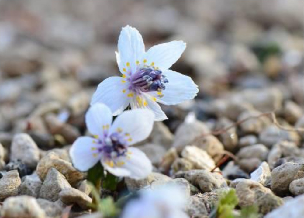 六甲高山植物園「冬季特別開園」