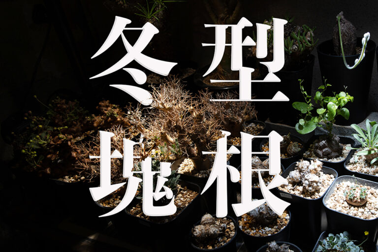 冬に輝く塊根植物｜冬型コーデックスの魅力と代表種、育て方をプロが徹底ガイド！