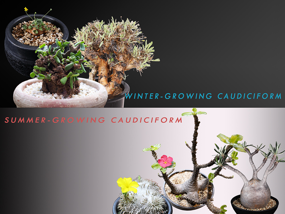 冬に輝く塊根植物｜冬型コーデックスの魅力と代表種、育て方をプロが