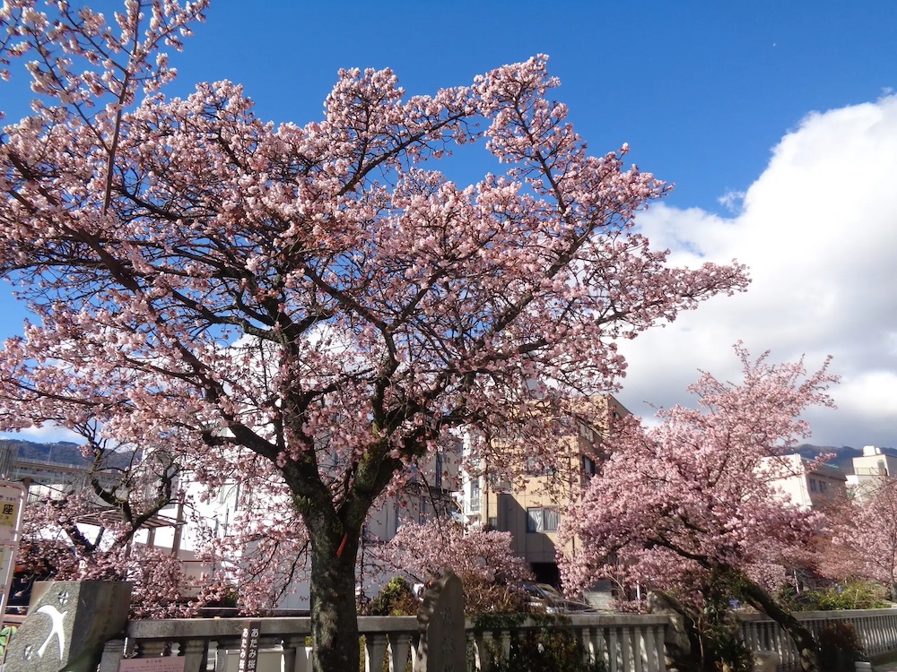 糸川遊歩道「第16回あたみ桜 糸川桜まつり」