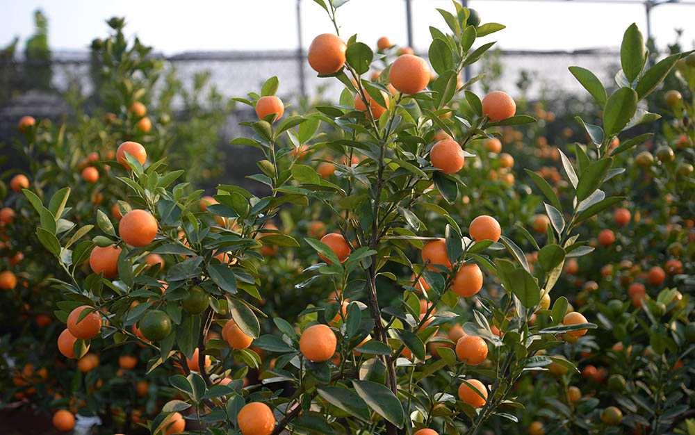 ネイハキンカン　Citrus japonica  ( = Fortunella crassifolia )　