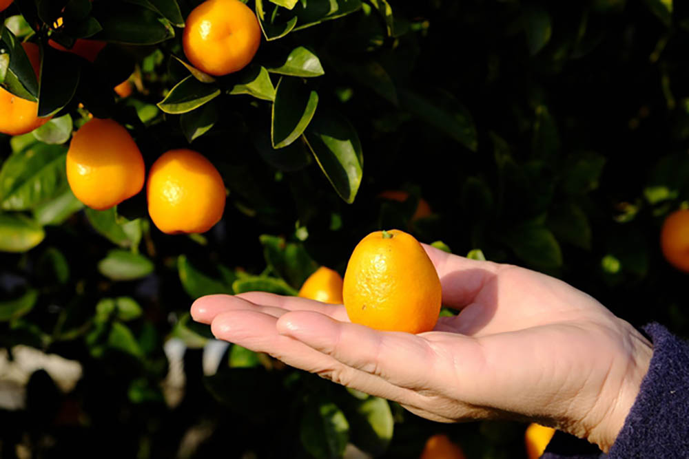 大実キンカン Citrus × obovata ( = Fortunella obovata )　