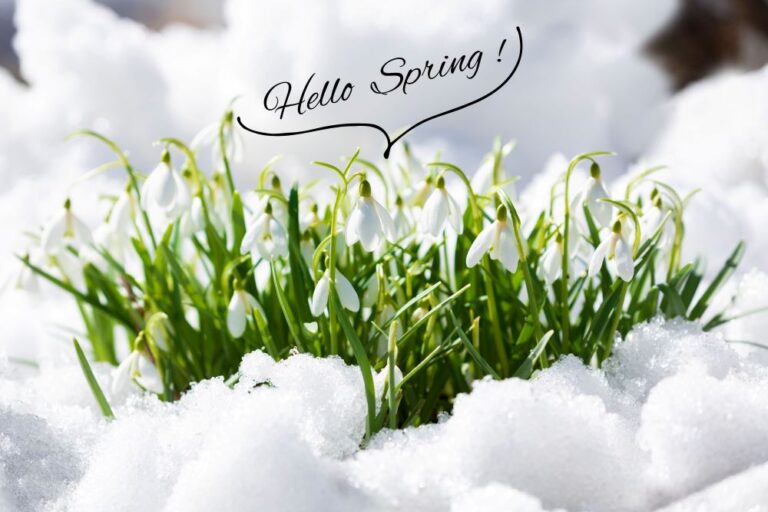 2月3日・4日の節分〜立春にやると運気が変わる⁉ 厄除け植物7選と“春を迎える”しつらえ