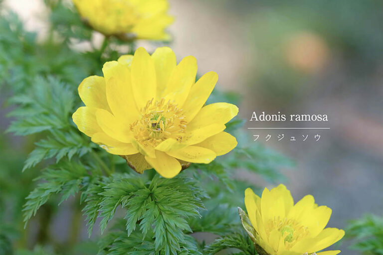 春を告げる縁起花「フクジュソウ」の品種バリエと育て方｜夏越しや「株分け」のコツも解説