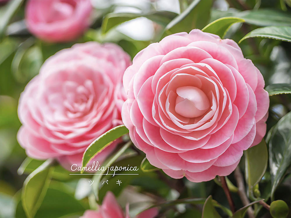 【冬の花】日本が誇る花木「椿（ツバキ）」初心者でも失敗しない植え付けから剪定、チャドクガ対策まで徹底解説