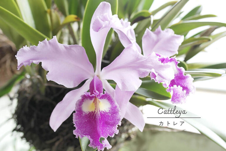 カトレアの栽培は意外と簡単! 初心者が「温室いらず」で豪華な花を咲かせる方法