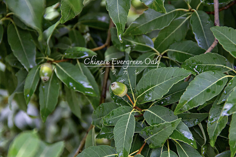 ドングリも楽しめる常緑樹「シラカシ」　シンボルツリーに選ぶなら知っておきたい“植えてからの12カ月”