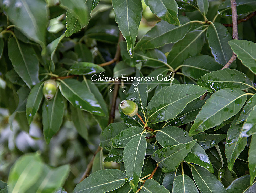 ドングリも楽しめる常緑樹「シラカシ」　シンボルツリーに選ぶなら知っておきたい“植えてからの12カ月”