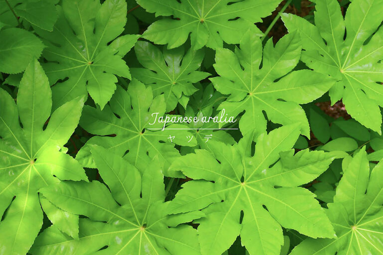 日陰の庭の救世主！ 北側の庭をパッと明るく 放置OKな「ヤツデ」の育て方と人気品種
