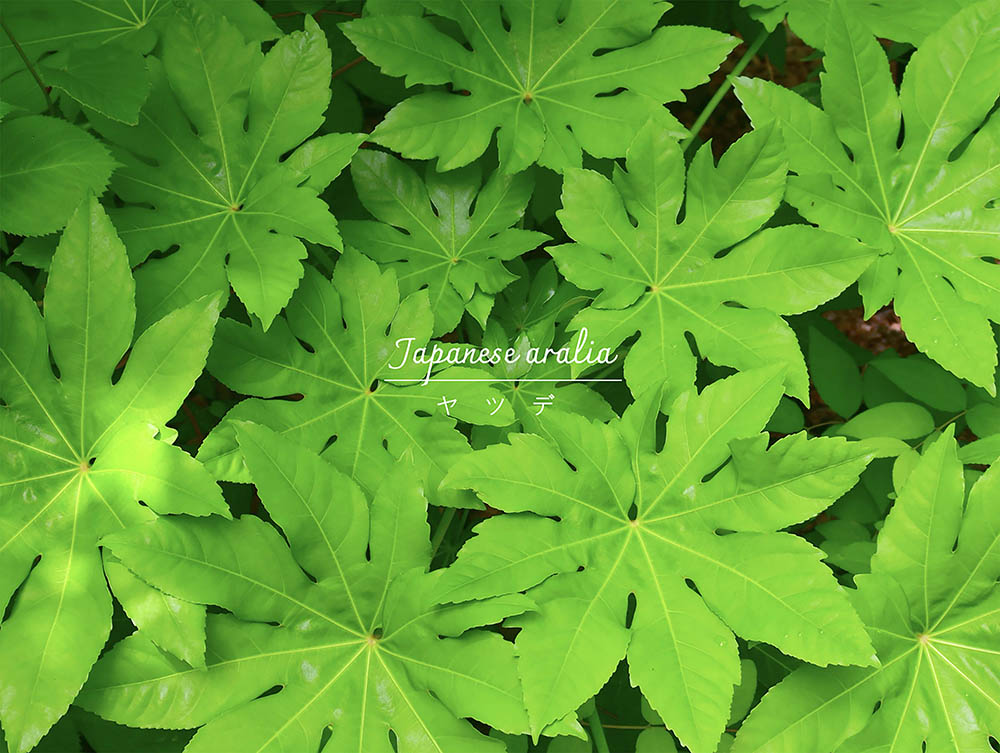 日陰の庭の救世主！ 北側の庭をパッと明るく 放置OKな「ヤツデ」の育て方と人気品種