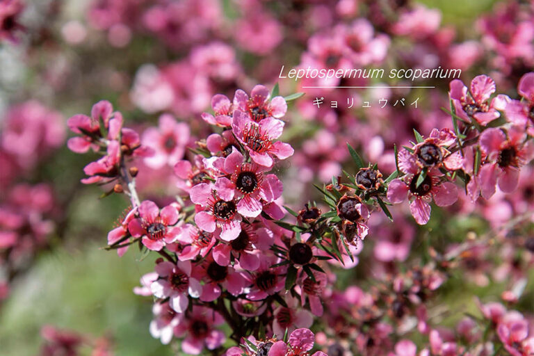 【プロが解説】今注目のオージープランツ「レプトスペルマム」入門。ギョリュウバイの仲間と最新品種＆育て方