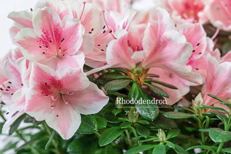 ひと鉢で部屋が華やかに! 冬にも春にも楽しめる「アザレア」の失敗しない育て方