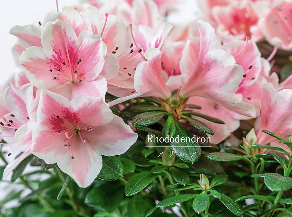 ひと鉢で部屋が華やかに！ 冬にも春にも楽しめる「アザレア」の失敗しない育て方