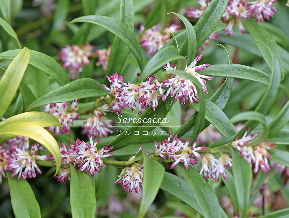 「暗い庭」をあきらめない！ 日陰でも1年中緑を絶やさない常緑低木の「サルココッカ」