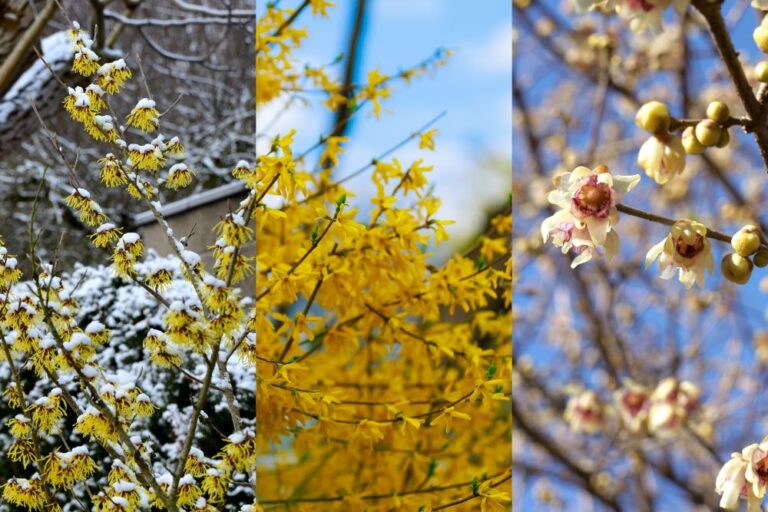 季節の花の3択クイズ! 冬に芳香を放つロウバイ(蝋梅)は次のうちどれ?【Let’s Try! 植物クイズ】Vol.32
