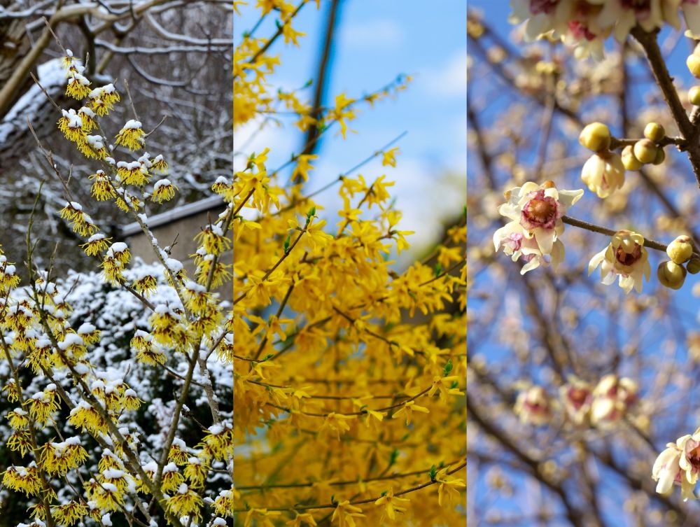 季節の花の3択クイズ! 冬に芳香を放つロウバイ(蝋梅)は次のうちどれ?【Let’s Try! 植物クイズ】Vol.32