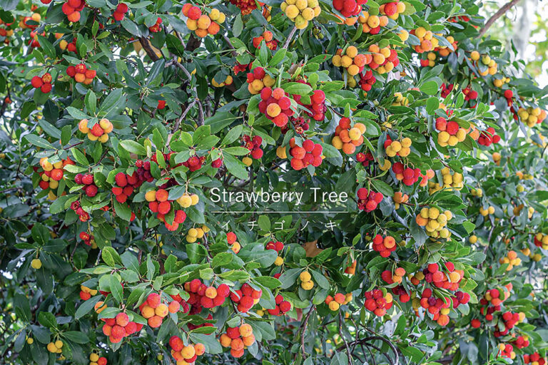 冬に「花」と「実」が同時に見られる!? 珍しくてかわいい庭木「イチゴノキ」の魅力と育て方