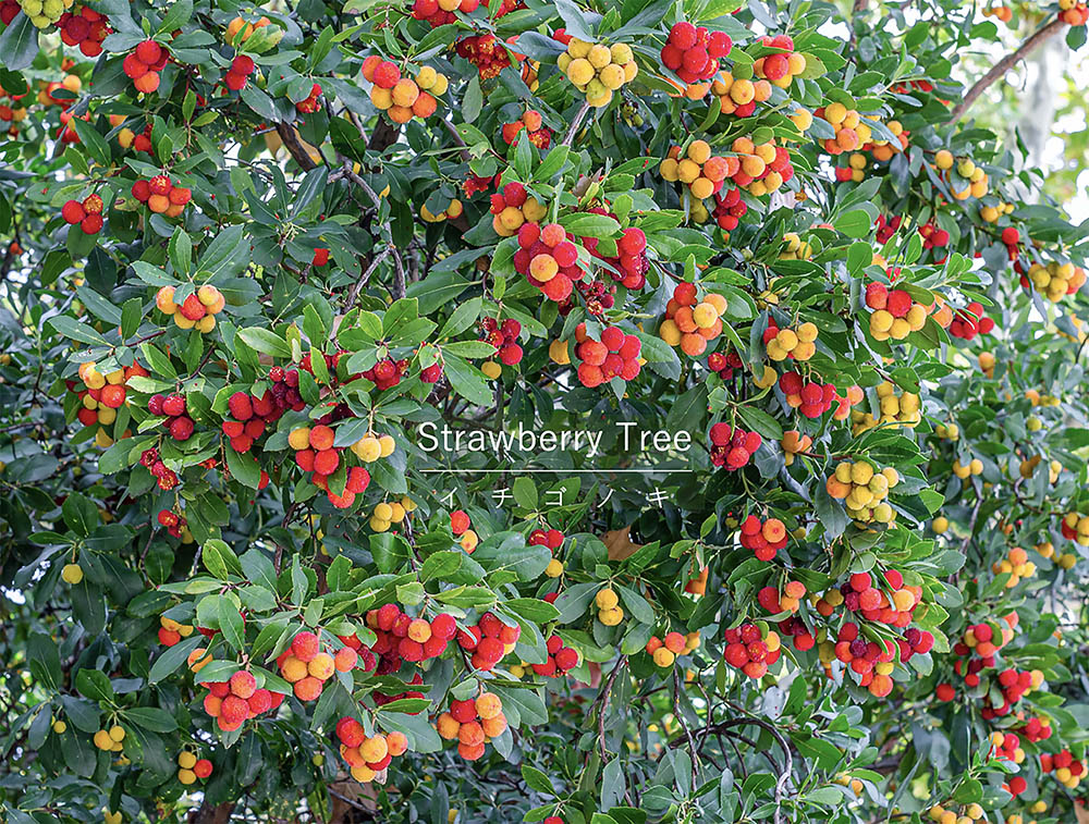 冬に「花」と「実」が同時に見られる!? 珍しくてかわいい庭木「イチゴノキ」の魅力と育て方