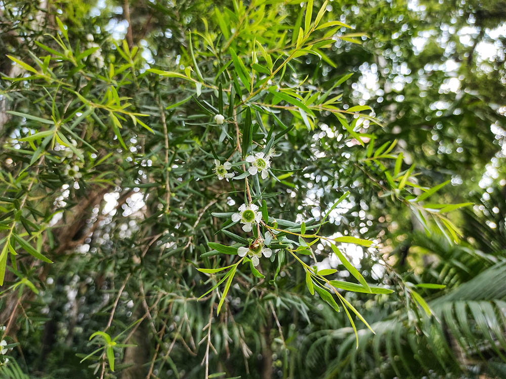 東オーストラリアの沿岸地域原産で、樹高1~2mほどであまり大きくなりません。丈夫で春にピンクの花が咲きます。
レモンティーツリー Leptospermum petersonii ( =Leptospermum citratum )