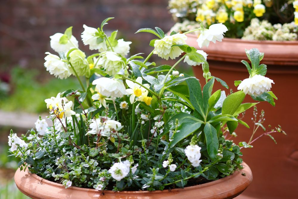 クリスマスローズ