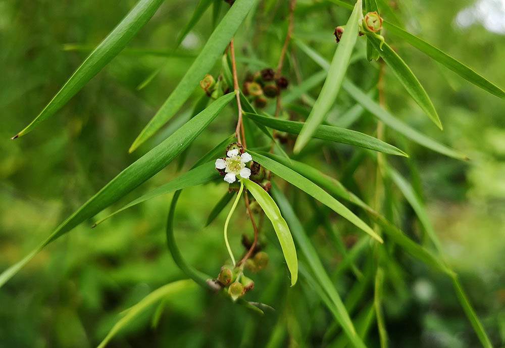 レプトスペルマム・ブラキアンドルム(シルバーティーツリー) Leptospermum brachyandrum