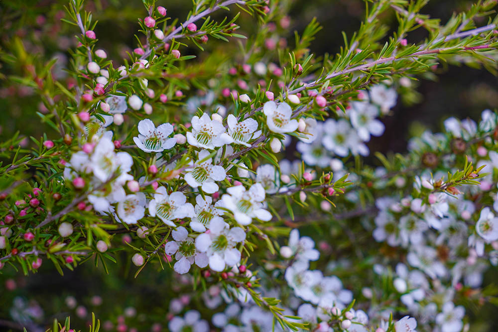 レプトスペルマム・ポリガリフォリウム Leptospermum polygalifolium