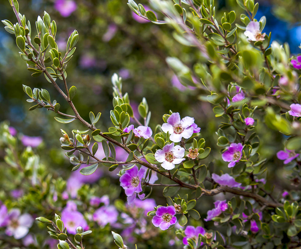 レプトスペルマム・セリセウム Leptospermum sericeum( Leptospermopsis sericea)