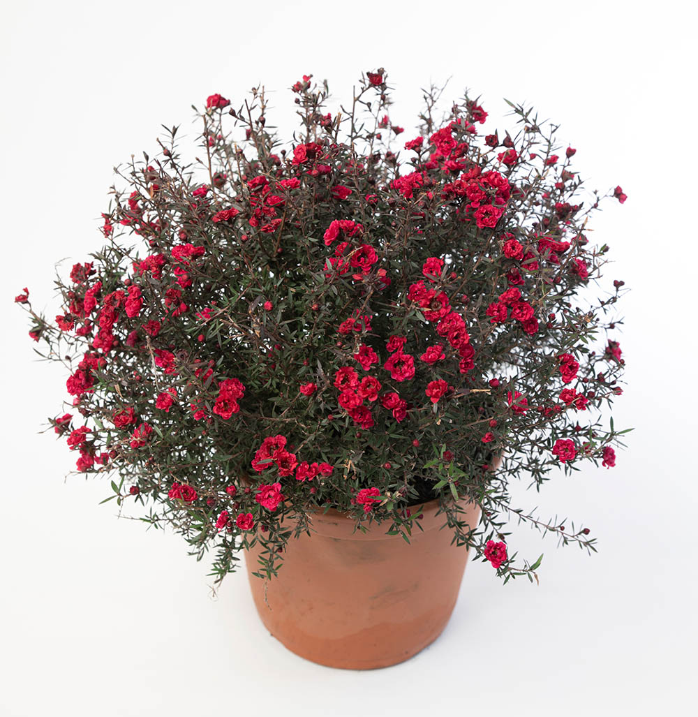 ギョリュウバイ