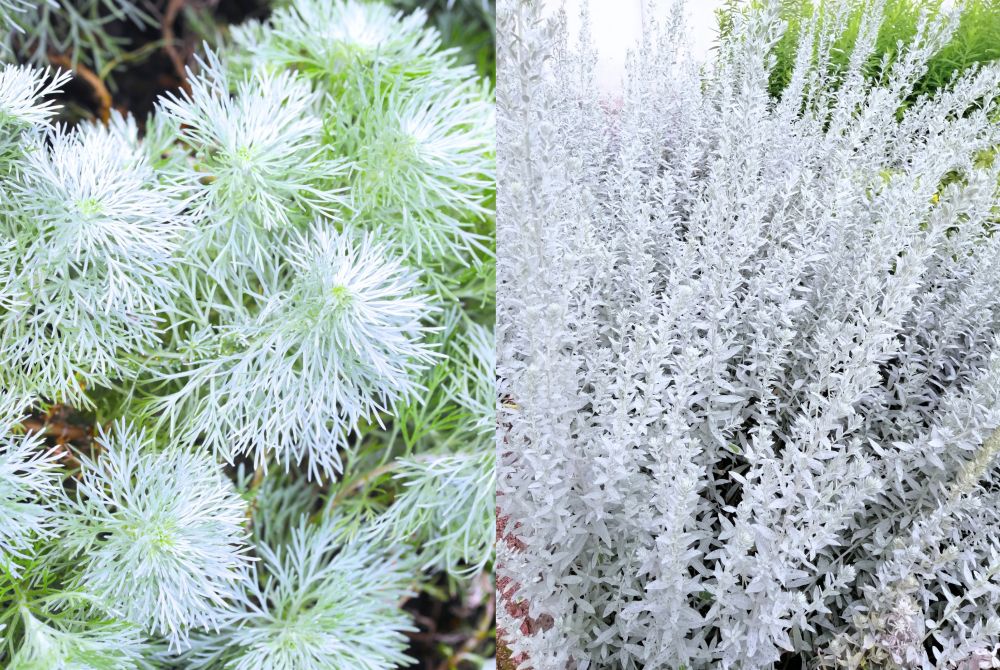 シルバーリーフ