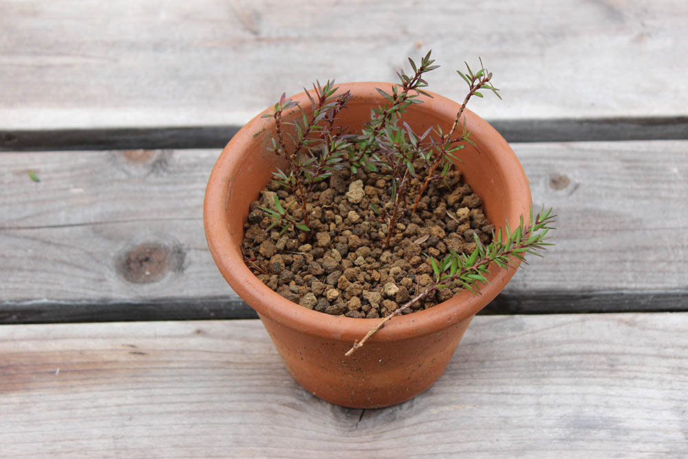 ギョリュウバイ